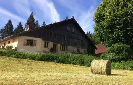 Le temps des foins...L'arbre à chapeaux depuis les bords du Doubs. Chambre d'hôtes n°25G653 Grand'Combe-Châteleu - Doubs - Le temps des foins...L'arbre à chapeaux depuis les bords du Doubs.
